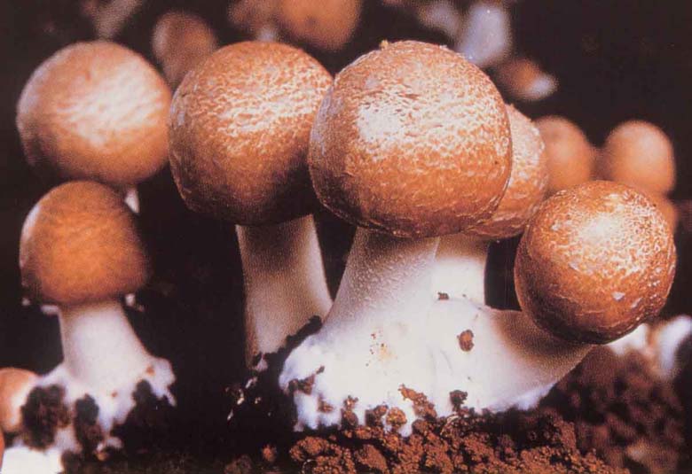 ヒメマツタケ子実体-1